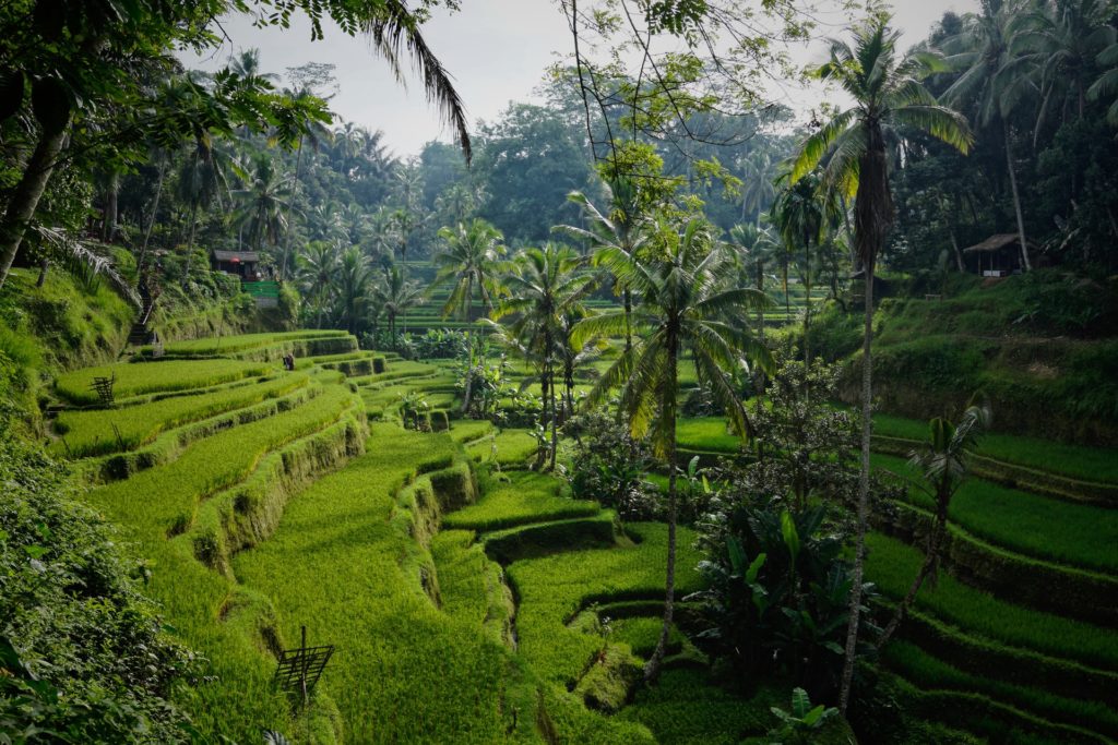 Morning view on the lovely Tegelalang rice terraces north of Ubud, Tegelalang